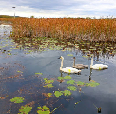 Three swans swimming peacefully on the Wye Marsh.